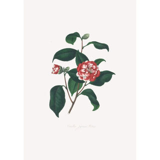 Illustrationer och beskrivningar av växter som ingår i den naturliga ordningen av Camellieae Pl13 - Alfred Chandler