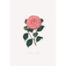 Illustrationer och beskrivningar av växter som ingår i den naturliga ordningen av Camellieae Pl14 - Alfred Chandler