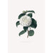 Illustrationer och beskrivningar av växter som ingår i den naturliga ordningen av Camellieae Pl15 - Alfred Chandler — vy av konstverket