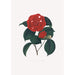 Illustrationer och beskrivningar av växter som ingår i den naturliga ordningen av Camellieae Pl16 - Alfred Chandler — vy av konstverket