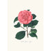 Illustrationer och beskrivningar av växter som ingår i den naturliga ordningen av Camellieae Pl26 - Alfred Chandler — vy av konstverket
