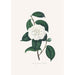 Illustrationer och beskrivningar av växter som ingår i den naturliga ordningen av Camellieae Pl27 - Alfred Chandler — vy av konstverket