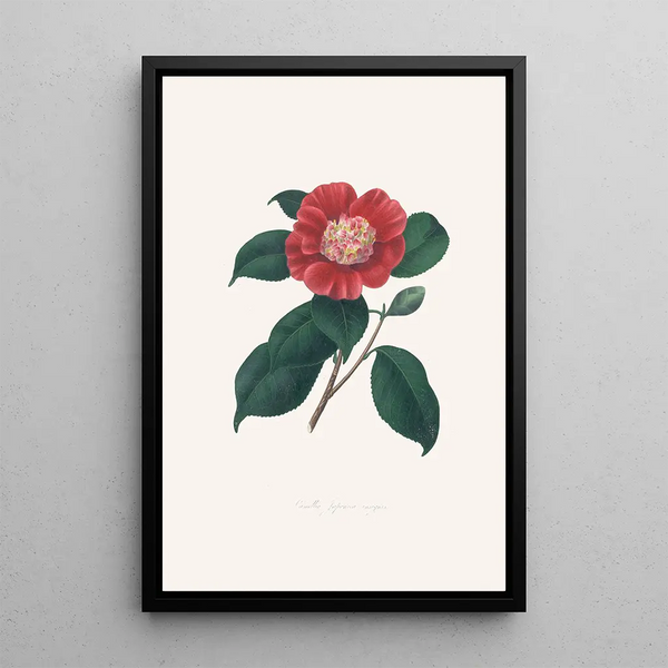 Illustrationer och beskrivningar av växter som ingår i den naturliga ordningen av Camellieae Pl31 - Alfred Chandler