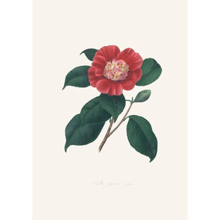 Alfred Chandler - Illustrations and descriptions of the plants which compose the natural order Camellieae Pl31.webp