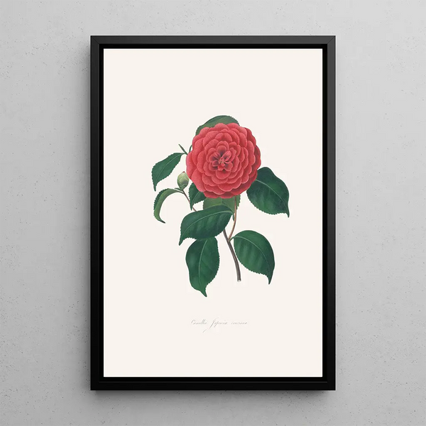Illustrationer och beskrivningar av växter som ingår i den naturliga ordningen av Camellieae Pl34 - Alfred Chandler