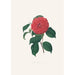 Illustrationer och beskrivningar av växter som ingår i den naturliga ordningen av Camellieae Pl34 - Alfred Chandler