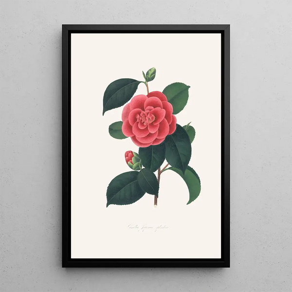 Illustrationer och beskrivningar av växter som ingår i den naturliga ordningen av Camellieae Pl35 - Alfred Chandler