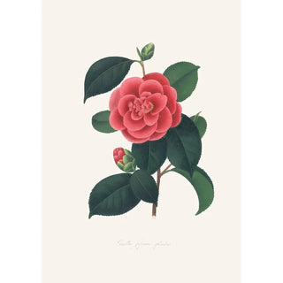 Alfred Chandler - Illustrations and descriptions of the plants which compose the natural order Camellieae Pl35.webp