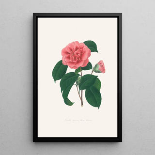Alfred Chandler - Illustrations and descriptions of the plants which compose the natural order Camellieae Pl36.webp