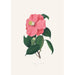 Illustrationer och beskrivningar av växter som ingår i den naturliga ordningen av Camellieae Pl38 - Alfred Chandler — vy av konstverket