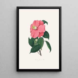 Alfred Chandler - Illustrations and descriptions of the plants which compose the natural order Camellieae Pl38.webp