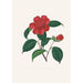 Illustrationer och beskrivningar av växter som ingår i den naturliga ordningen av Camellieae Pl39 - Alfred Chandler — vy av konstverket
