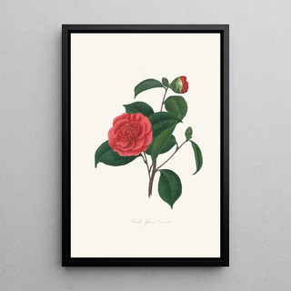 Alfred Chandler - Illustrations and descriptions of the plants which compose the natural order Camellieae Pl40.webp