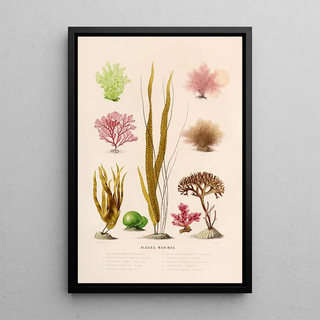 Alfred Frdol - Algues marines.webp