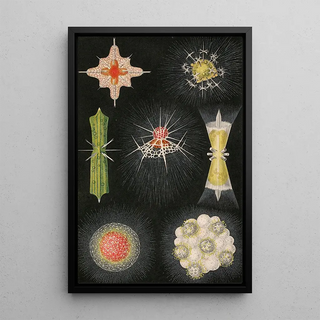 Alfred Frdol - Animaux Radis.webp