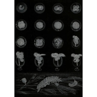 Alfred Frdol - Dveloppement dun Mollusque.webp