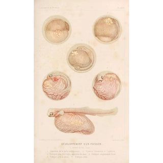 Alfred Frdol - Dveloppement dun Poisson.webp