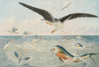 Alfred Frdol - Poisson volants Dorades Albatros.webp