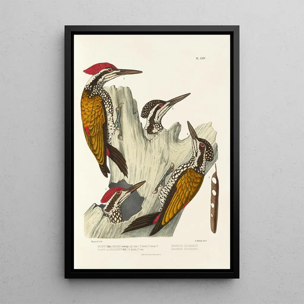 Alfred Malherbe - Monographie des picides pl03.webp