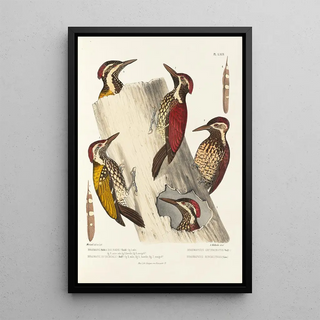 Alfred Malherbe - Monographie des picides pl08.webp