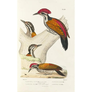 Alfred Malherbe - Monographie des picides pl10.webp