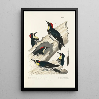 Alfred Malherbe - Monographie des picides pl28.webp