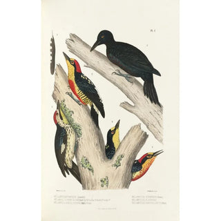 Alfred Malherbe - Monographie des picides pl29.webp