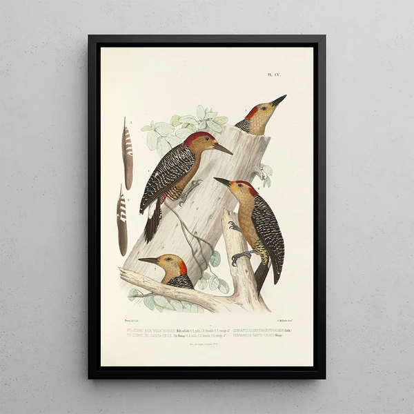 Reproduktion av målningen Monographie des picides pl34 - Alfred Malherbe