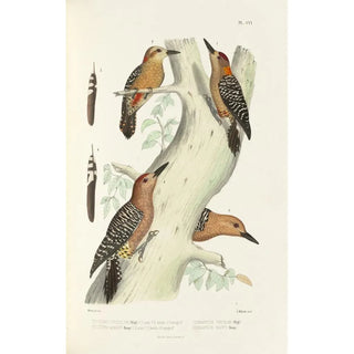 Alfred Malherbe - Monographie des picides pl35.webp