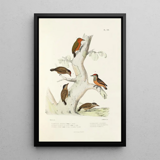 Alfred Malherbe - Monographie des picides pl44.webp