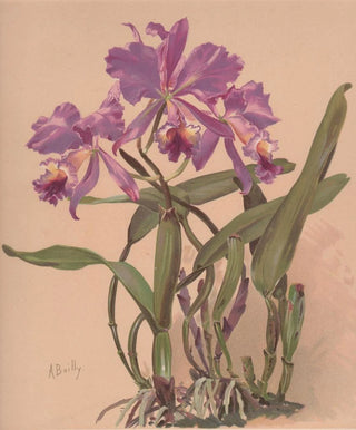 Alice Bailly - Aquarelle dune orchide du genre Cattleya.webp