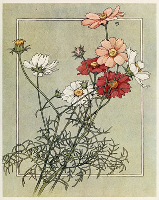 Alice W Donaldson - Cosmos.webp