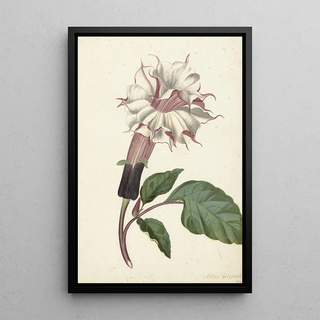 Alida Withoos - Plant Datura Fastuosa Lin.webp