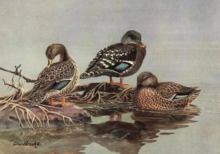 Allan Brooks - African YellowBilled Duck African Black Duck Mellers Duck.webp