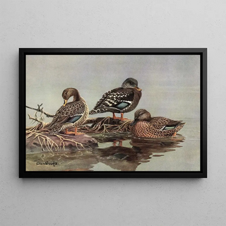 Allan Brooks - African YellowBilled Duck African Black Duck Mellers Duck.webp