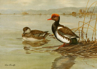 Allan Brooks - RedCrested Pochard.webp