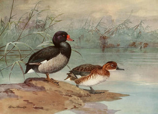 Allan Brooks - RosyBilled Duck.webp