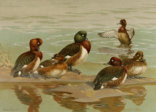 Allan Brooks - WhiteEyed DuckBaers PochardMadagascan WhiteEyed Duck.webp