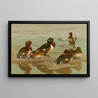 Allan Brooks - WhiteEyed DuckBaers PochardMadagascan WhiteEyed Duck.webp