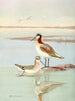 Wilsons Phalarope - Allan Brooks — vy av konstverket
