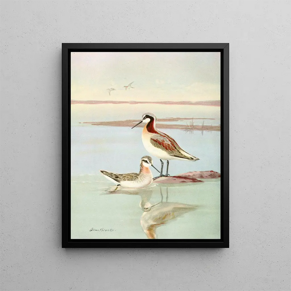 Wilsons Phalarope - Allan Brooks — inramlat konstverk på väggen