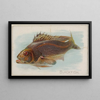 Allen Ginter - Blackfish.webp