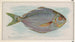 Fisk-smör - Allen Ginter — vy av konstverket