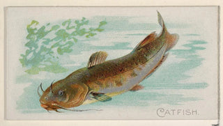 Allen Ginter - Catfish.webp