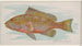 Grouper - Allen Ginter — vy av konstverket