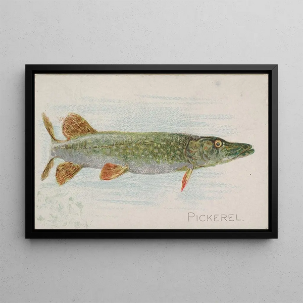 Brochet - Allen Ginter — inramlat konstverk på väggen