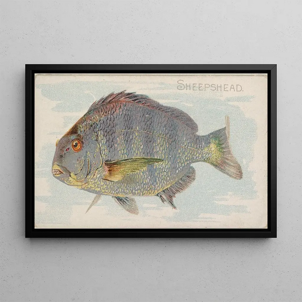 Sheepshead - Allen Ginter — inramlat konstverk på väggen