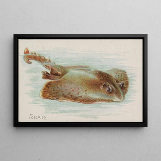 Allen Ginter - Skate.webp
