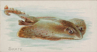 Allen Ginter - Skate.webp