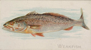 Allen Ginter - Weakfish.webp